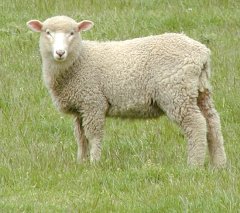 SheepWatching2_240