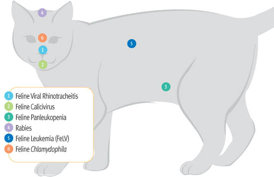 kittyvaccins